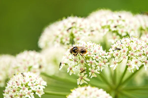 Gemensamma hog-weed, blomma med insekt — Stockfoto