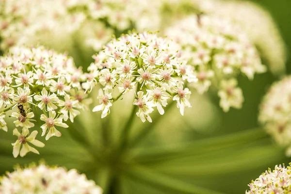 Gemeenschappelijke hog-weed, bloem — Stockfoto