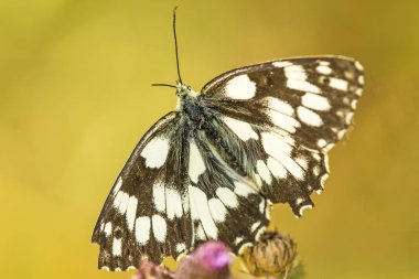 Mermer beyaz kelebek