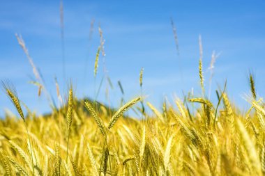 arpa, mavi gökyüzü ve hill Almanya ile baş