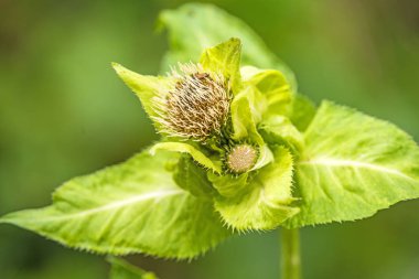 lahana thistle çiçek