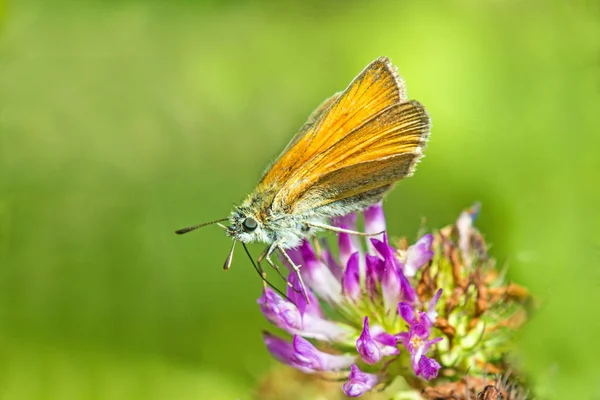 Small skipper on clove flower — Stock Photo, Image