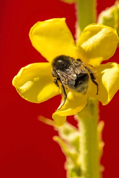 Bra kungsljus medicinalväxt med blomma och ödmjuka-bee — Stockfoto