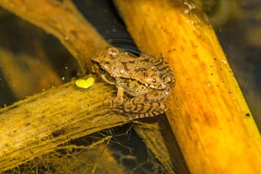 bir havuzda genç ortak su kurbağa