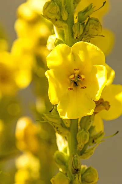 Grande planta medicinal mullein com flor — Fotografia de Stock