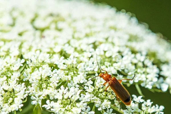 Wild carrot with beetle — Stock Photo, Image