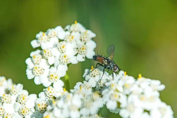 Milenrama común, hierba medicinal con mosca —  Fotos de Stock