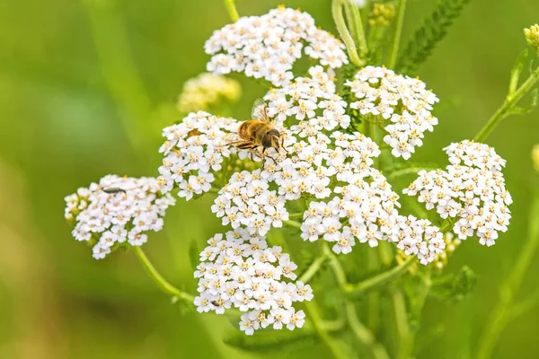 Vanliga yarrow, medicinalväxt med beetle — Stockfoto