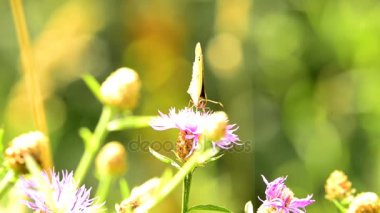 Çayır bir çiçek üzerinde kahverengi