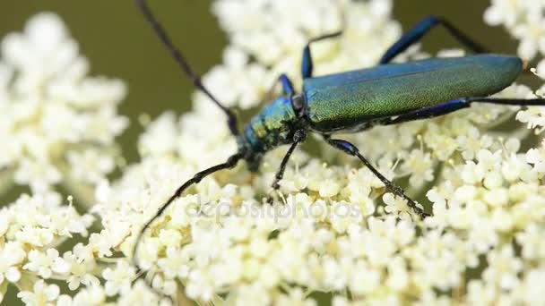 Escarabajo almizclero en flor de zanahoria silvestre — Vídeo de stock