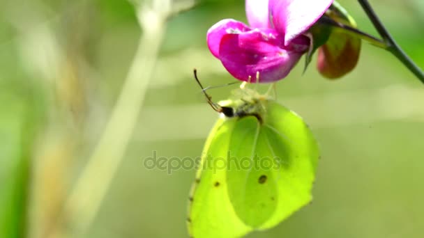 Borboleta de enxofre em flor de ervilhaca — Vídeo de Stock