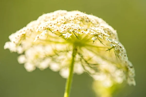 Flor de zanahoria salvaje de la flor silvestre — Foto de Stock