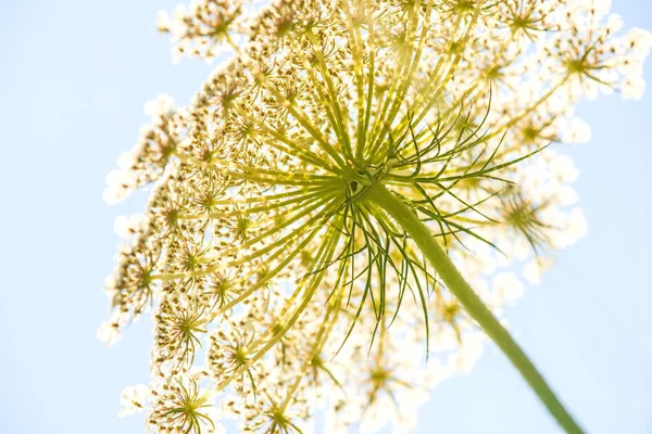 Vild morot blomma av wildflower — Stockfoto