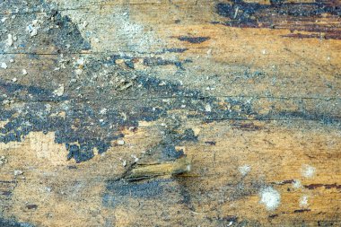 eski tahta doku ve budak deliği ile