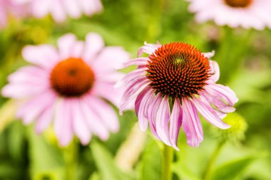 koni çiçeği, Echinacea purpurea, Amerikan tıbbi bitki çiçek