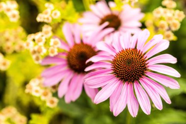 koni çiçeği, Echinacea purpurea, f ile Amerikan şifalı bitki