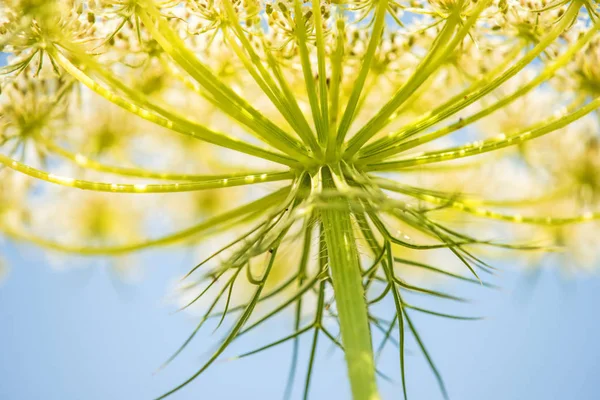 Καρότο άγριο λουλούδι από τα αγριολούλουδα — Φωτογραφία Αρχείου