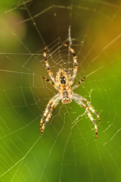 Zahradní pavouk, Araneus diadematus — Stock fotografie