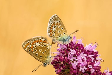 bir kekik üzerinde üreme sırasında ortak mavi, Çift