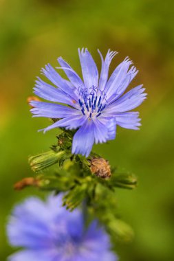 Tıbbi bitki hindiba çiçek