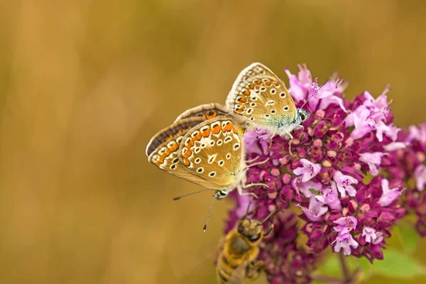 bir kekik üzerinde üreme sırasında ortak mavi, Çift
