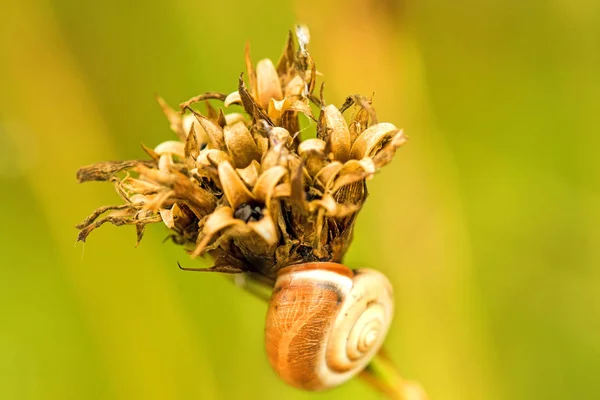 Snail house on pink flower with seeds — Stock Photo, Image