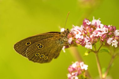 asker böceği bir yabani Havuç çiçek