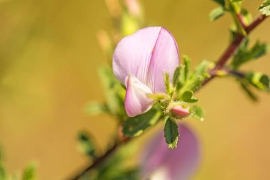 Dikenli dinlenme-harrow, tıbbi bitki çiçek