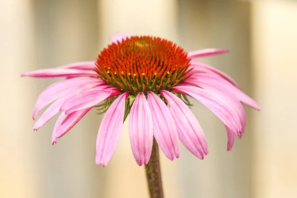 Kon blomma, Echinacea purpurea, amerikansk medicinalväxt med f — Stockfoto