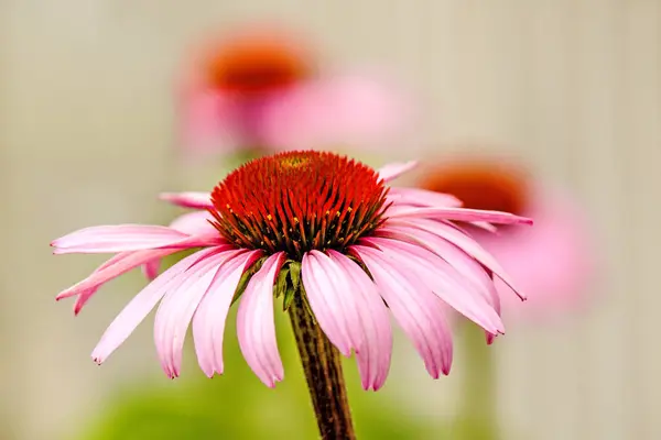 锥花、 紫锥菊、 美国药用植物与 f — 图库照片