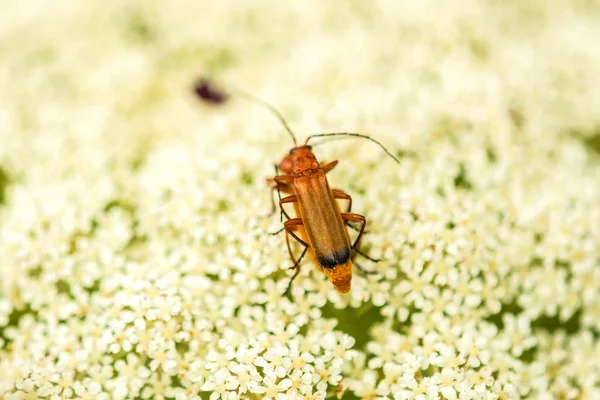 Soldier beetle on a flower of a wild carrot — Stock Photo, Image