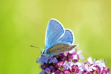ortak mavi, Polyommatus Icarus'ta bir kekik çiçeği