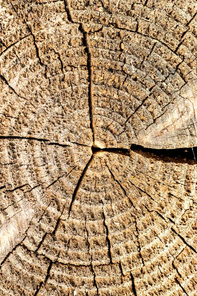 Gamla planka med textur och årsringar — Stockfoto