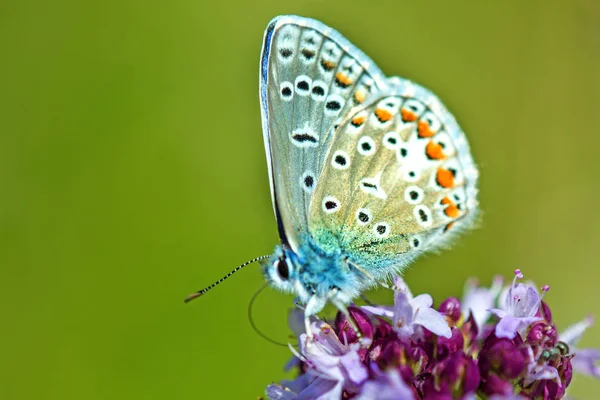 Common blue, Polyommatus icarus,  on an oregano flower — Stock Photo, Image