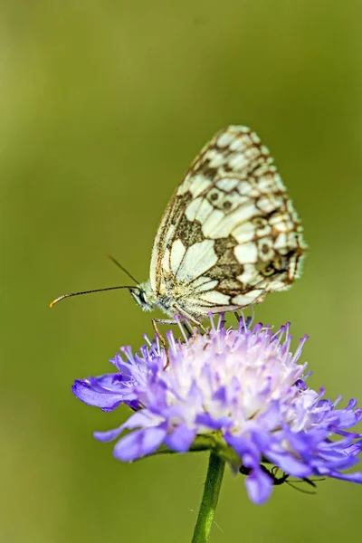 Marbled white butterfly — Stock Photo, Image