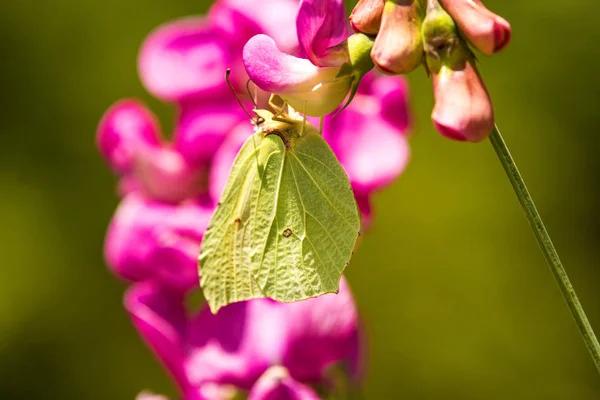 Kükürt kelebek, Burçak çiçek Gonepteryx rhamni — Stok fotoğraf