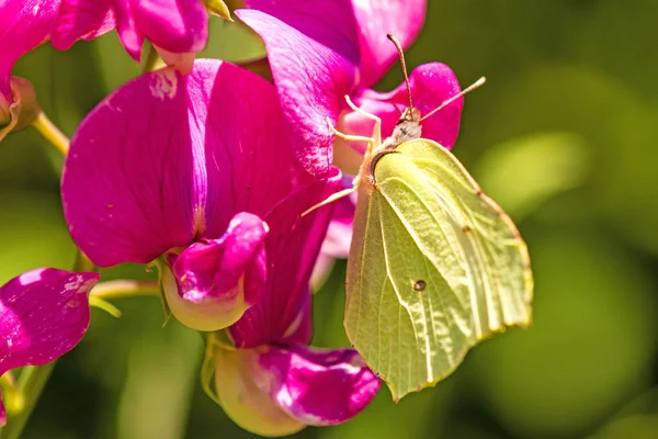 Brimstone butterfly, Gonepteryx rhamni on vetch flower — Stock Photo, Image