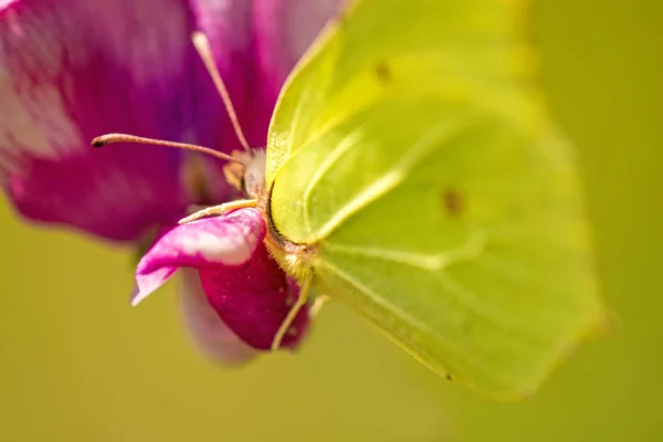 stock image brimstone butterfly, Gonepteryx rhamni on vetch flower