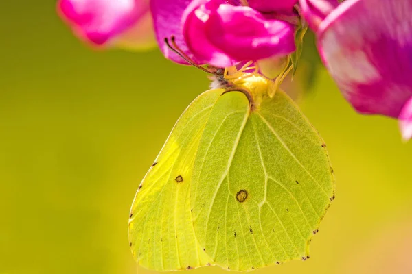 Brimstone butterfly, Gonepteryx rhamni on vetch flower — Stock Photo, Image