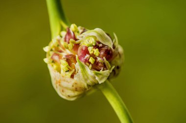 germed soğan sarımsak