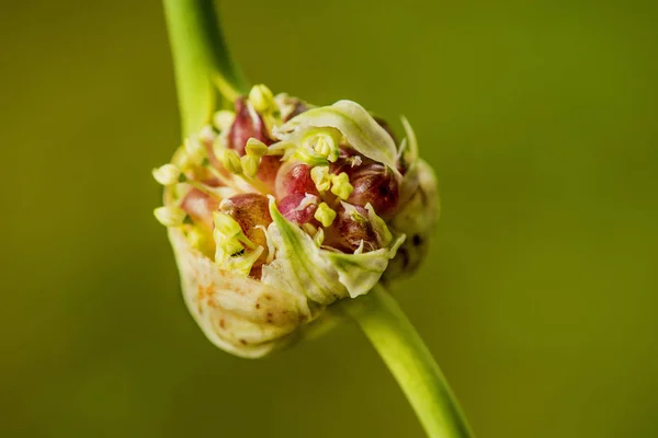 Garlic with germed onions — Stock Photo, Image