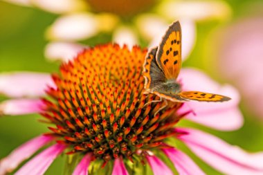 ortak bakır kelebek