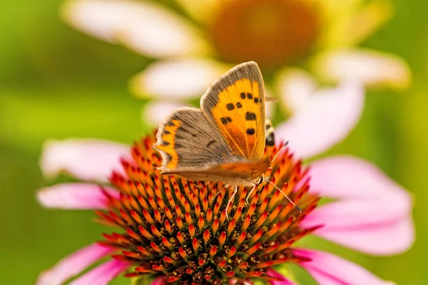 Common copper butterfly — Stock Photo, Image