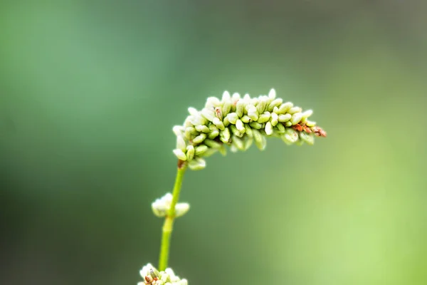 Buckwheat, flower with green background — Stock Photo, Image