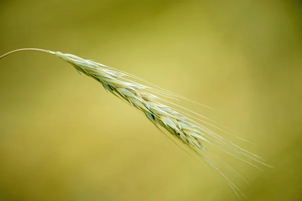 Trvalky žito, staré žito — Stock fotografie