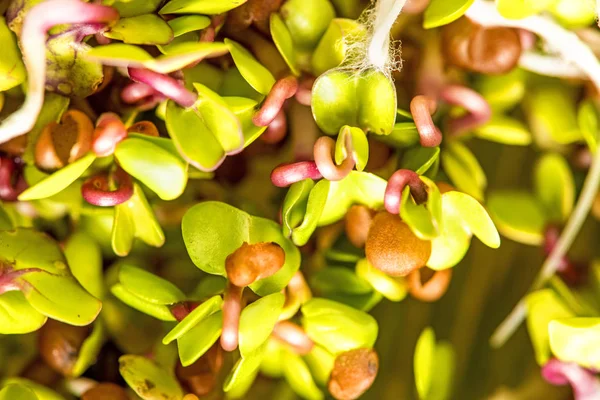 Radish sprouts, closeup of the germs — Stock Photo, Image