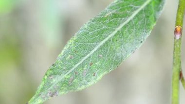 Beyaz söğüt, Salix alba Sericea