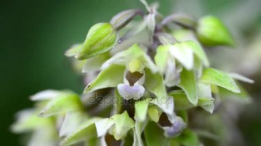 Menekşe Helleborine, Almanya'da bir ormandaki Epipactis purpurata
