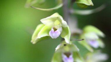 Menekşe Helleborine, Almanya'da bir ormandaki Epipactis purpurata