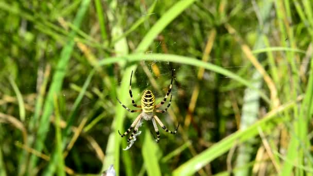 黄蜂蜘蛛在其在德国的网络 — 图库视频影像